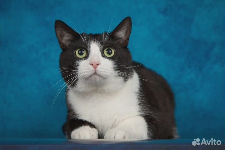 Черно-белый котик в поисках дом