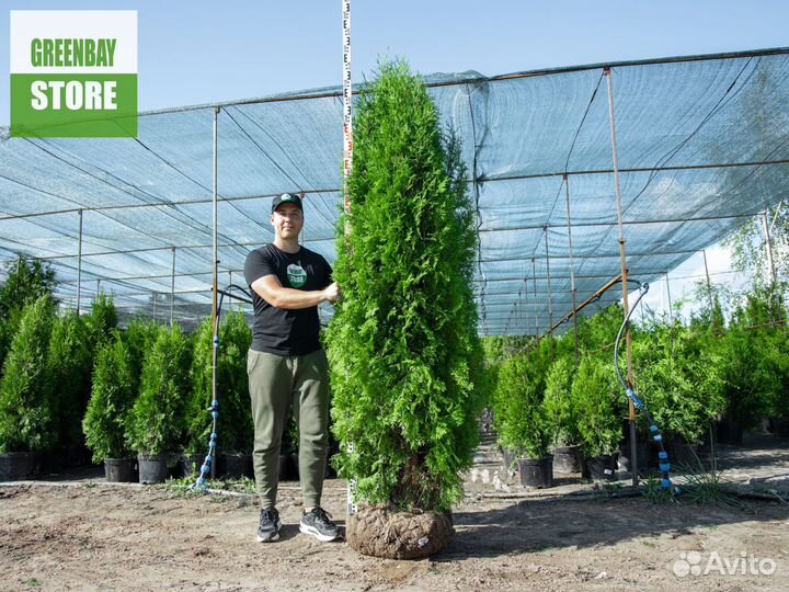 Туя колумна 200 см свежая копка 2023