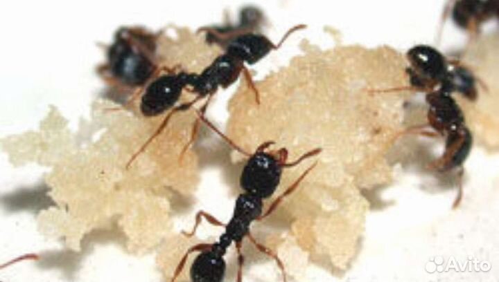 Tetramorium caespitum матка с рабочими