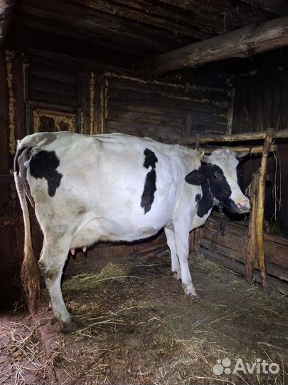 Корова дойная