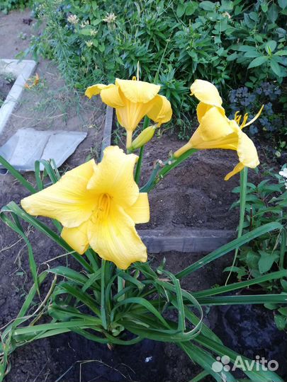 Пахистахис