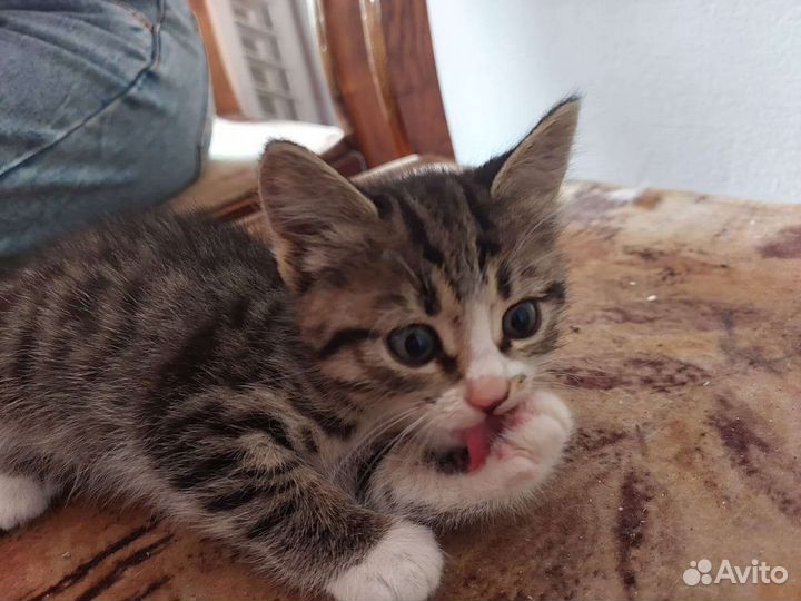 Котята в добрые руки бесплатно коты