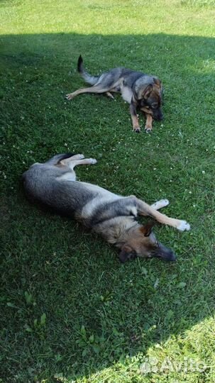 Щенки-подростки