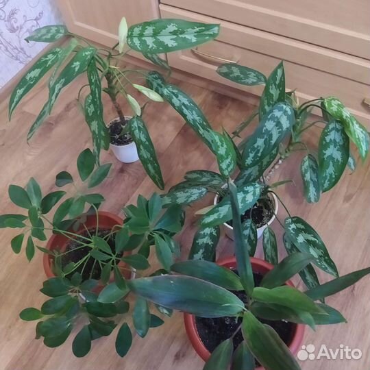 Кротон, муррая и другие