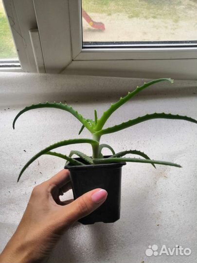 Алоэ столетник