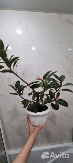 Комнатные цветы