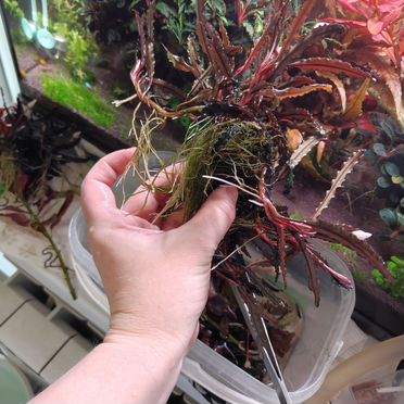 Буцефаландра вельвет