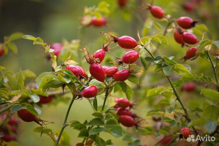 Саженцы шиповника