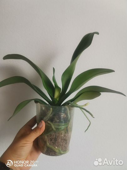 Орхидея фаленопсис голд леопард gold leopard pelor