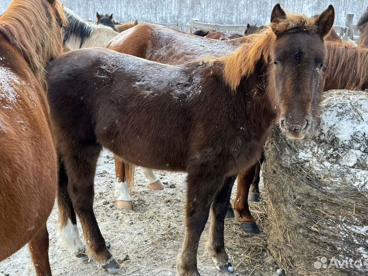 Жеребята башкирской породы