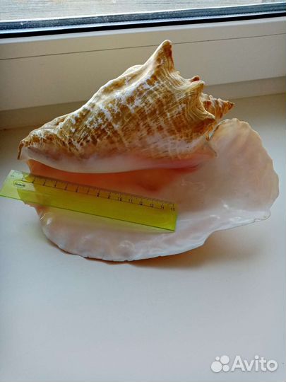 Кораллы и ракушки