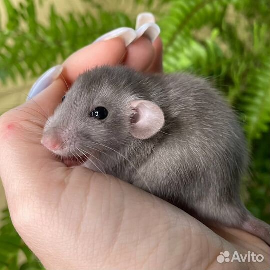 Крыса. Крысята. Дамбо крыса. Питомник