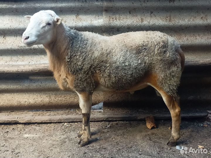 Баран катумской породы