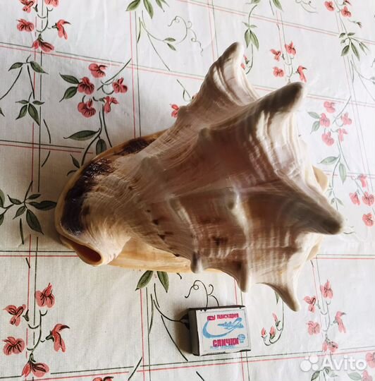 Ракушка гигант