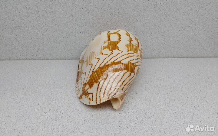 Валюта Нобилис 18,2 морская ракушка раковина