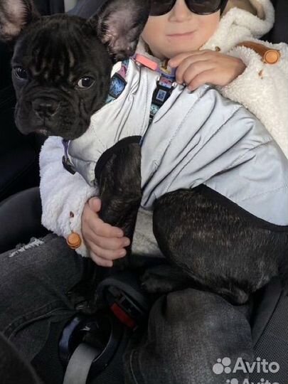 Светоотражающая жилетка попона для собак Lelap