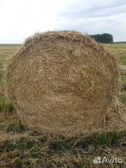 Солома ячменная