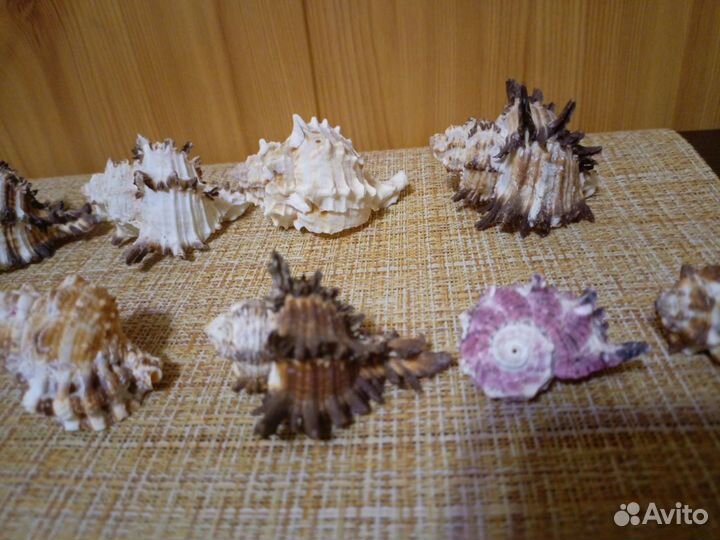 Морские ракушки раковины Мурекс индивия