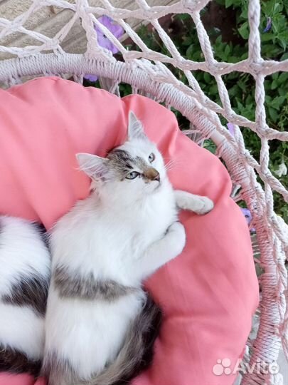 Кошки бесплатно