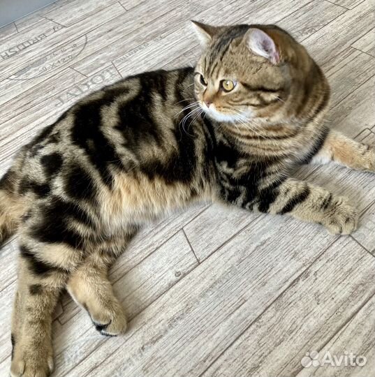 Кот для вязки, шотландский, прямоухий