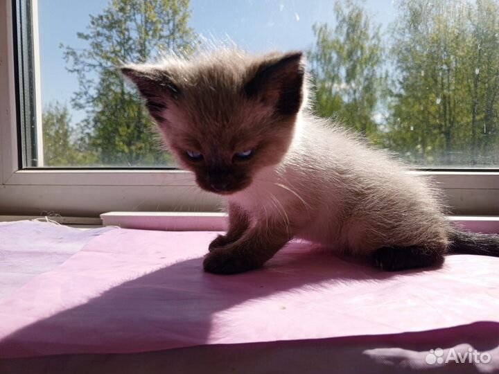 Кошка