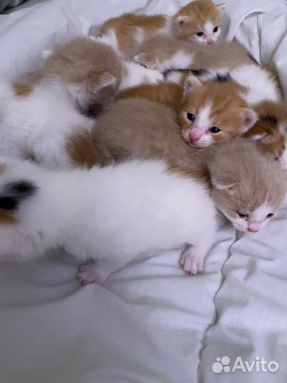 Котята 10штук ищут дом