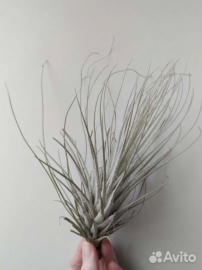 Тилландсия текторум