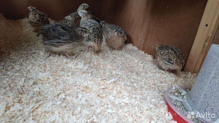 Перепелки несушки