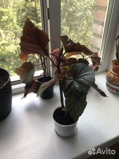 Бегония Люцерна