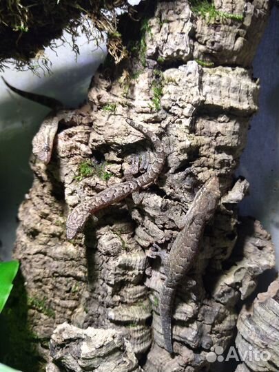 Геккон лугубрис