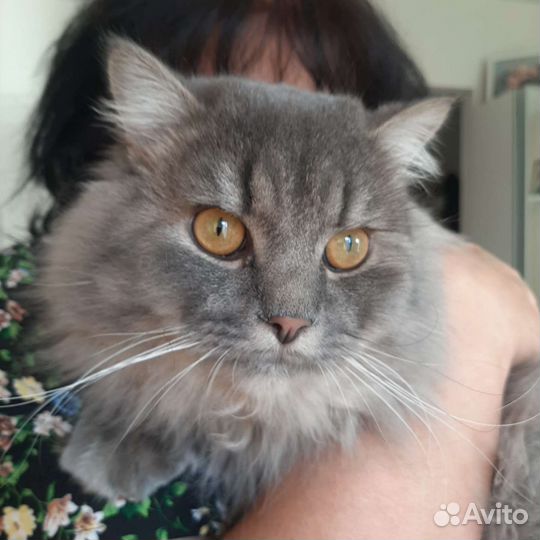 Сибирский кот