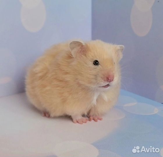 Сирийский хомячок из питомника