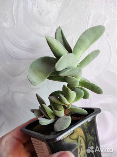 Суккуленты, кактусы