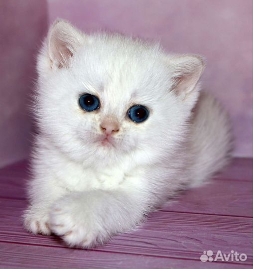 Серебристая шиншилла колор поинт