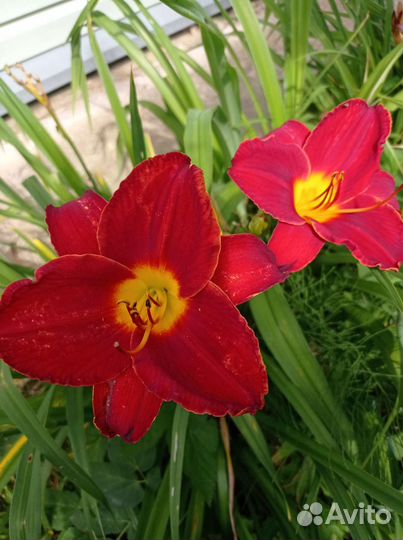 Лилейники сортовые