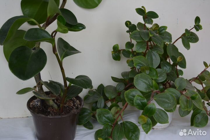 Комнатные цветы