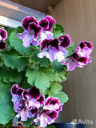 Королевская пеларгония герань