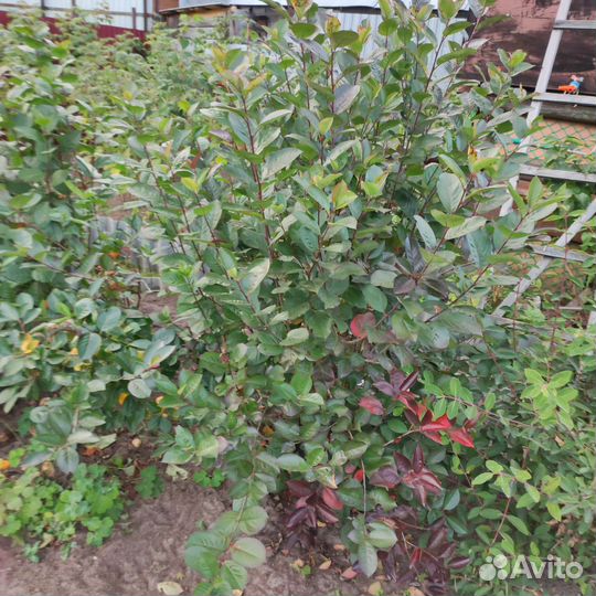 Черноплодная рябина саженцы