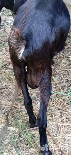 Козел и коза