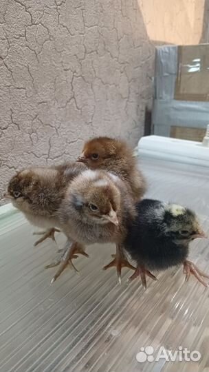 Цыплятки