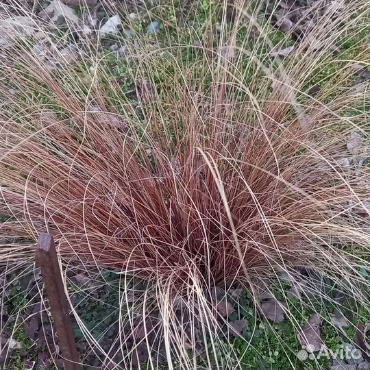 Декоративная трава и кустарники