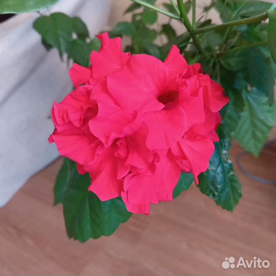 Гибискус(китайская роза)