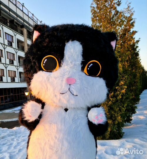 Поздравление с днем рождения. Кот сюрприз