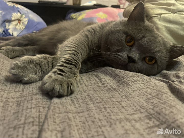 Британец на вязку