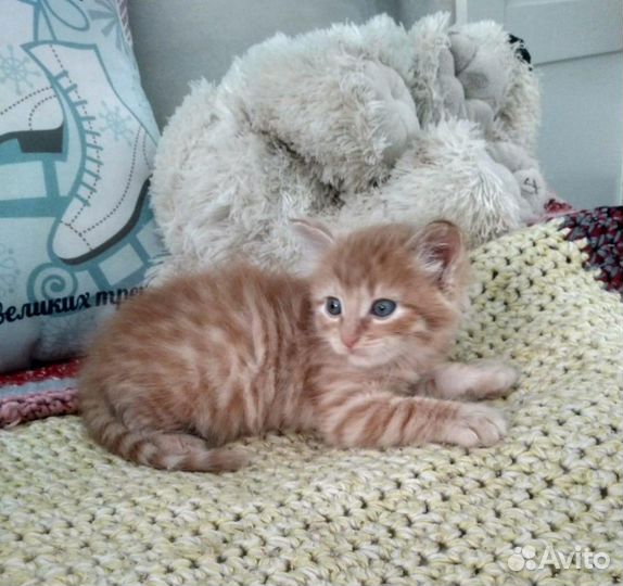 Мини тигр Морковкин поинесет счастье в дом 1 месяц