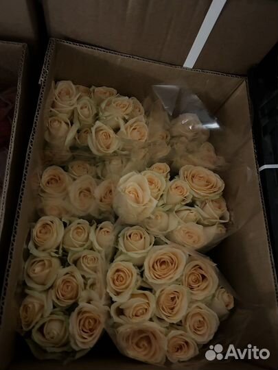 Букетом/ коробкой роза 51/101 с доставкой