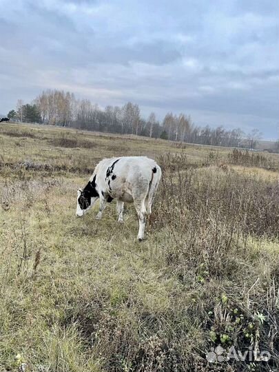 Нетель стельная