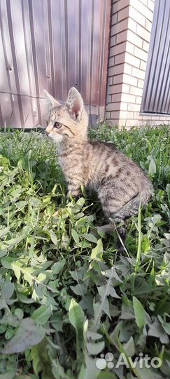 Найден котенок