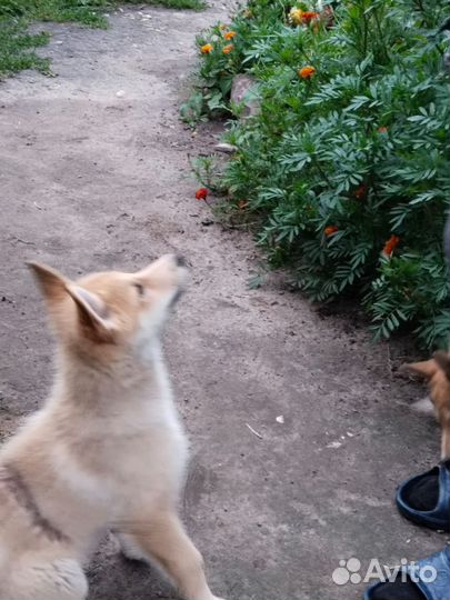 Западно сибирская лайка, щенки