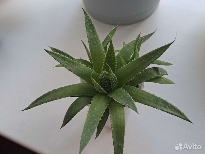 Алоэ остистое